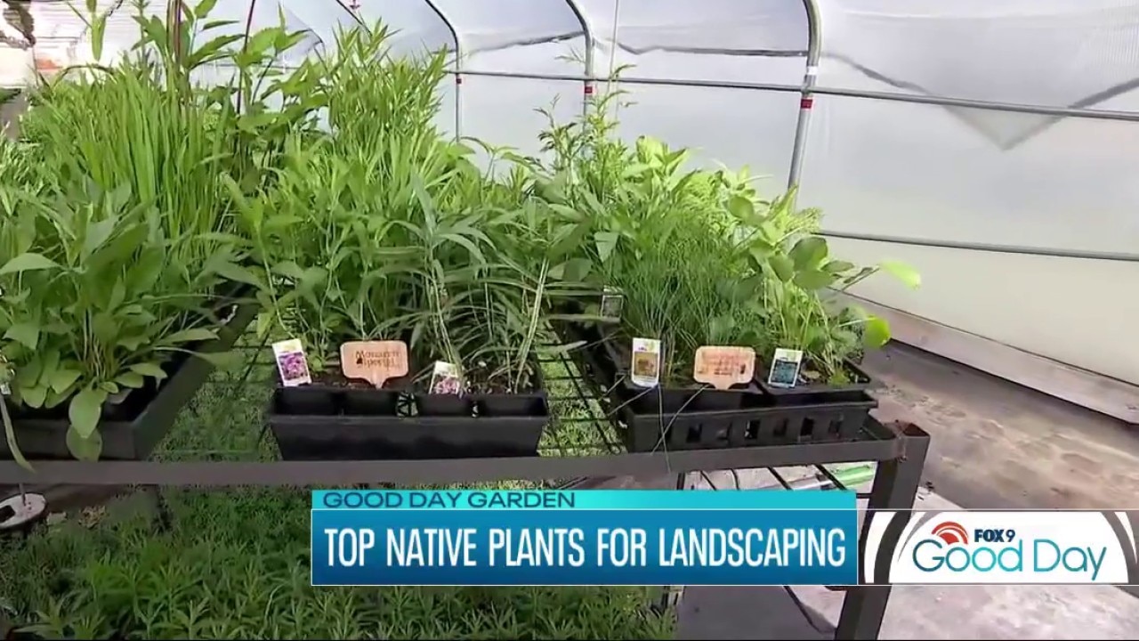 Top Native Plants for Lanscaping