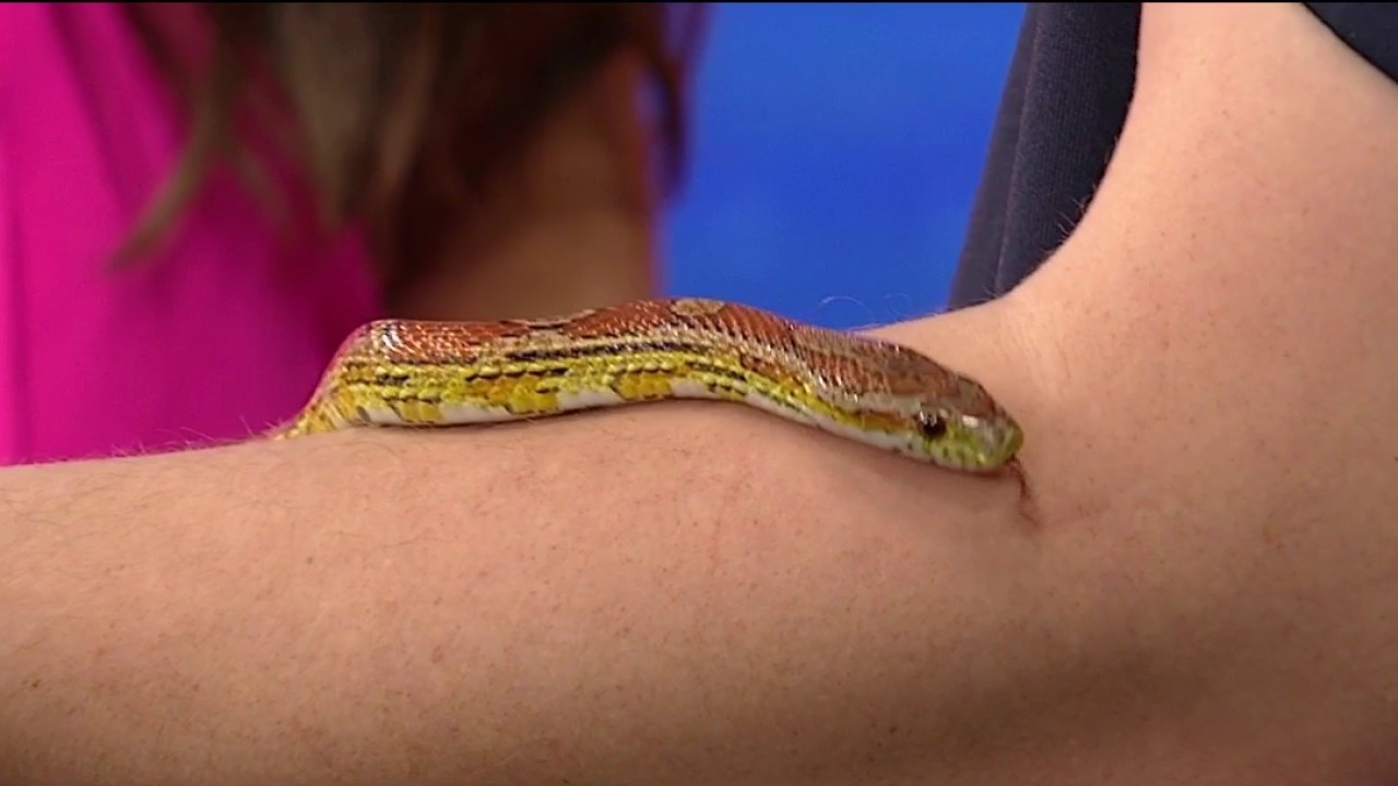 Zoo Atlanta brings in a corn snake