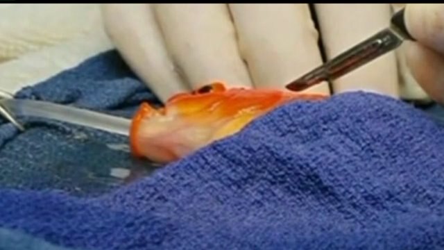 Woodinville company shows laser surgery on goldfish