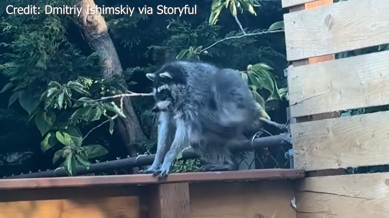 Viral Seattle raccoon ‘Jimothy’ spotted again