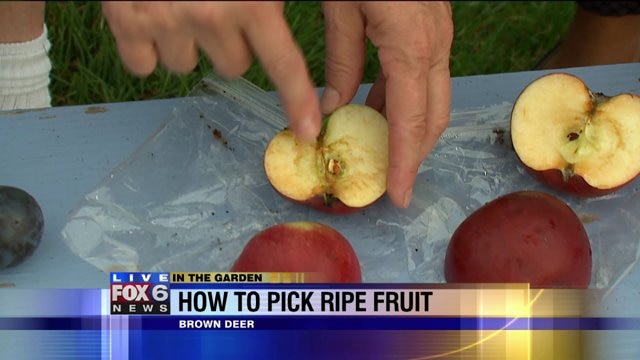 How to pick ripe fruit