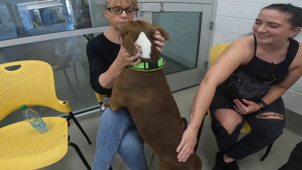 Dogs choose their own foster owners at Arizona shelter