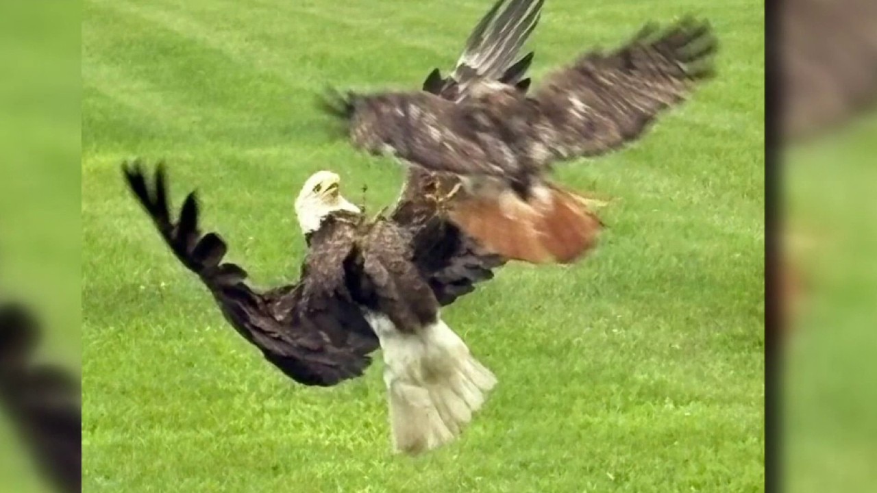 Food fight! Red-tailed hawk attacks bald eagle over food in woman’s yard