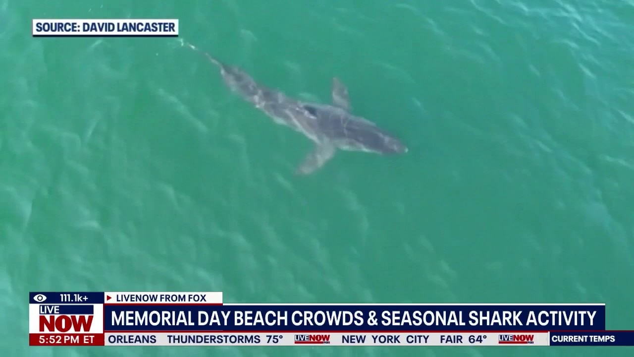 Memorial Day Beach crowds & seasonal shark activity