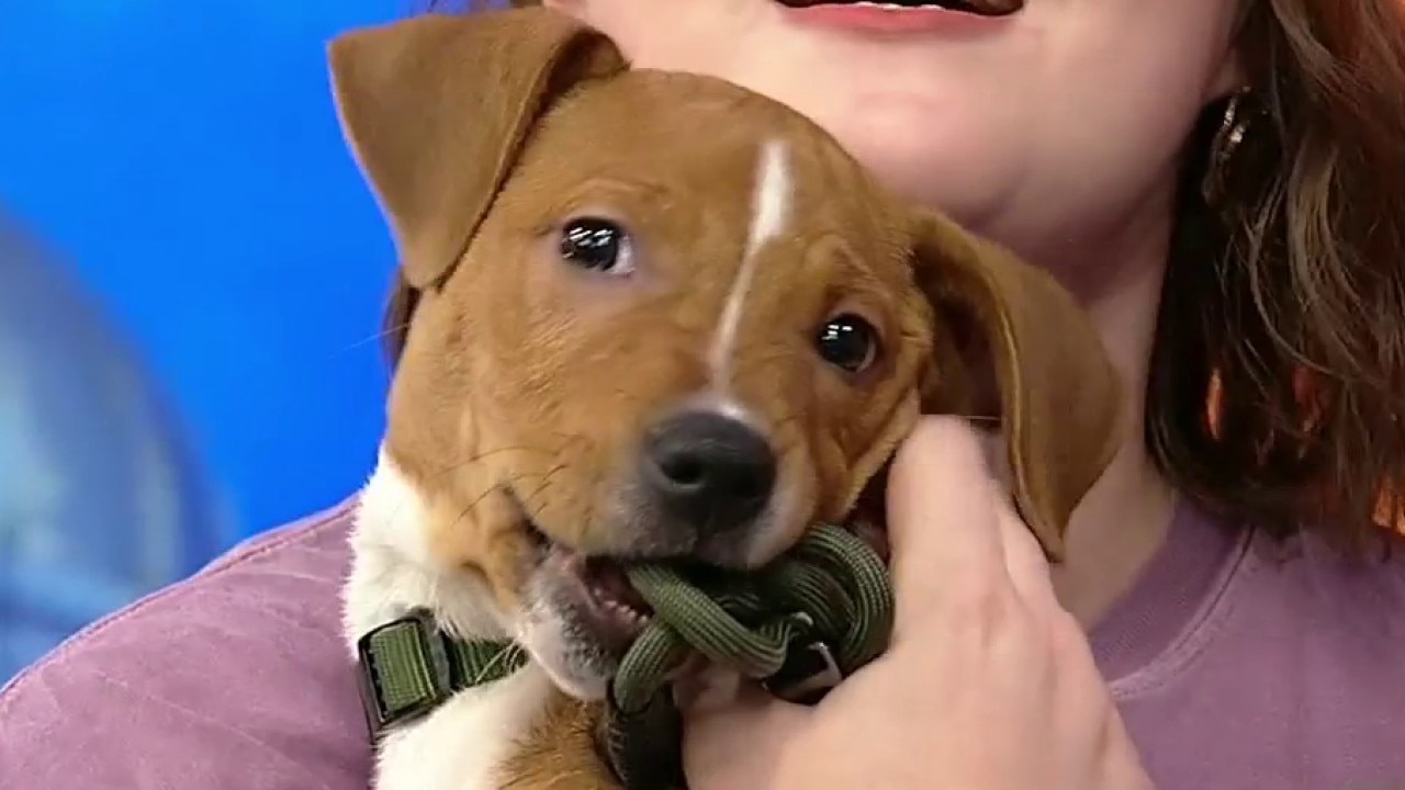 Pet of the day: Jet
