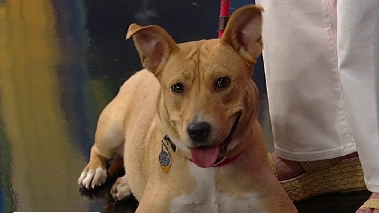 Pet of the day: Ellie