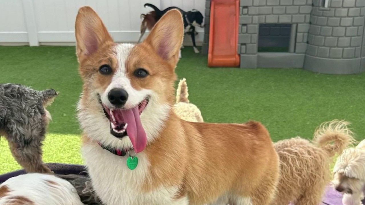 Dog care expert shares summer paw protection tips