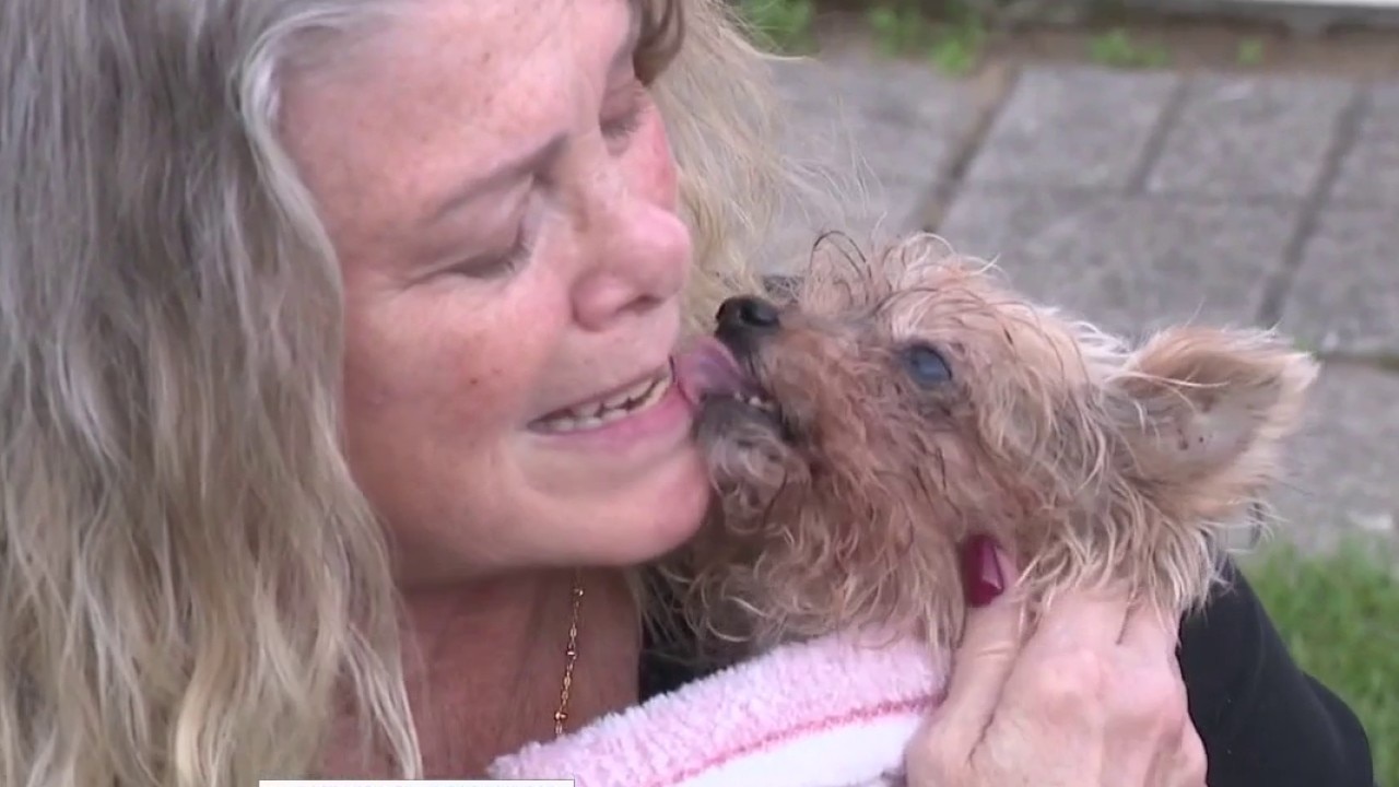 Dog returns home after it was stolen, found with mysterious burns