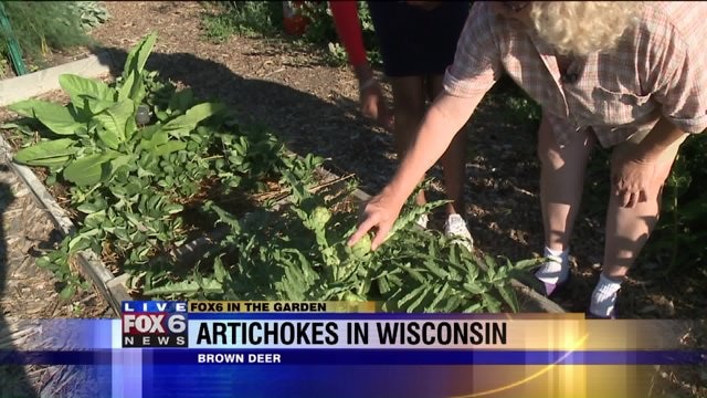 Artichokes in Wisconsin? This year`s crop is looking good