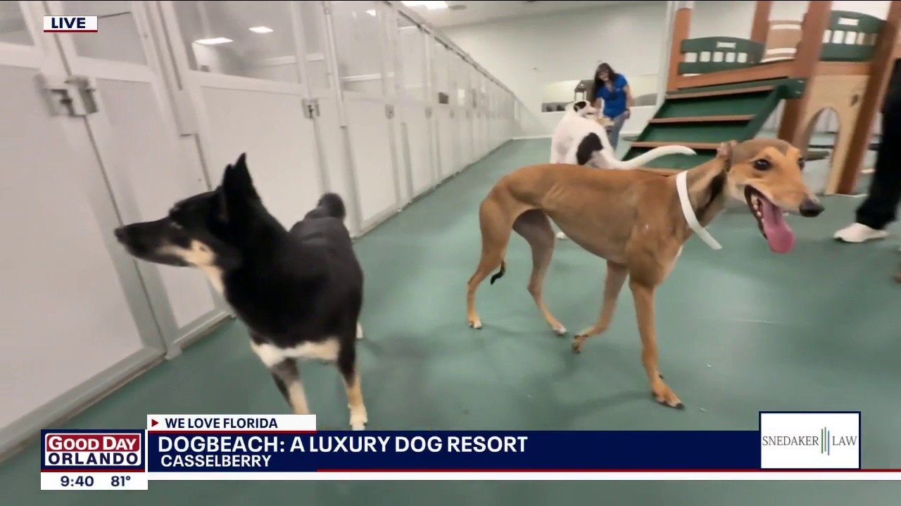 DogBeach: A luxury dog resort in Central Florida