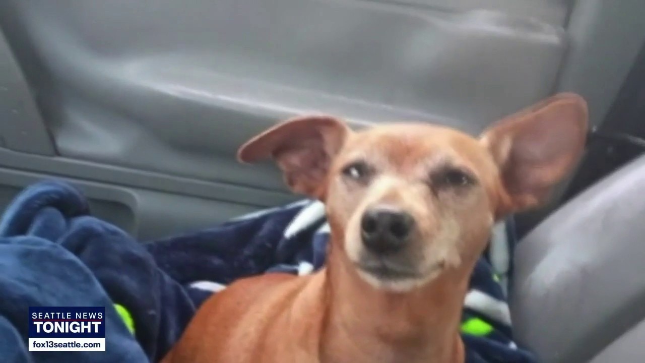 Thurston County couple desperate to find dog after sitter vanishes