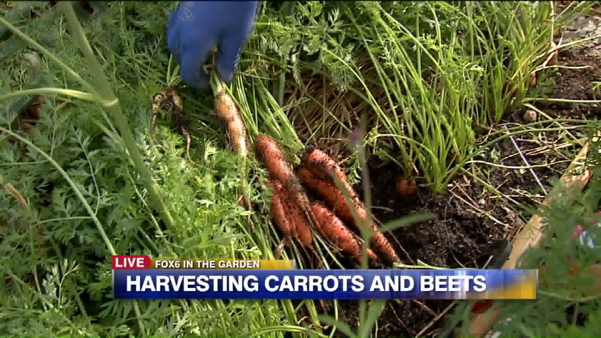 Harvesting carrots and beets