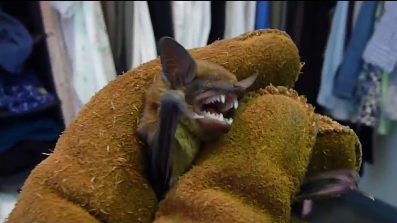 Rabid bat found in Chicago suburb: How to protect yourself and your pets
