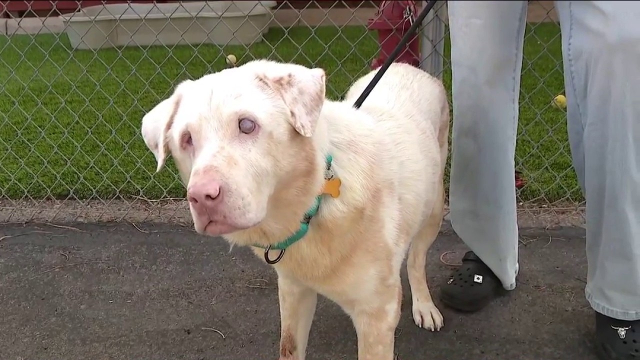 Blind dog found abandoned in Arizona desert