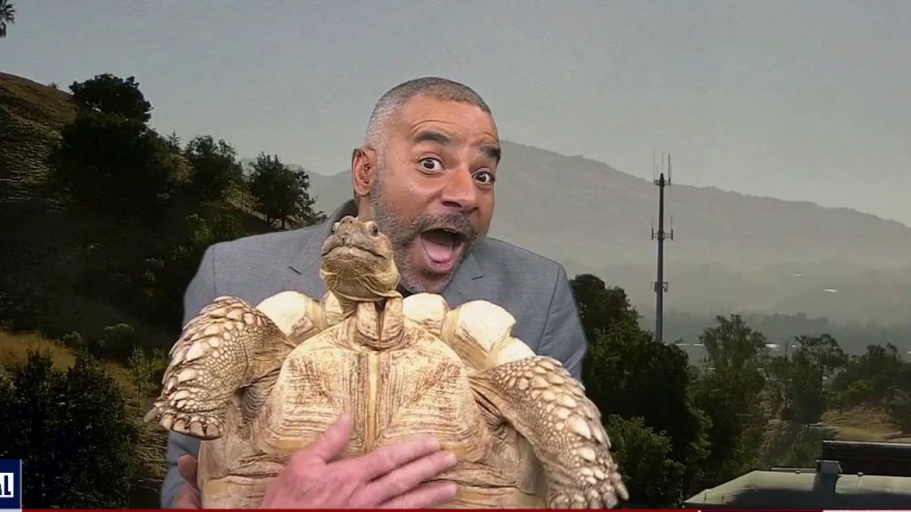 Meet Sherman, the Bay Area’s viral tortoise