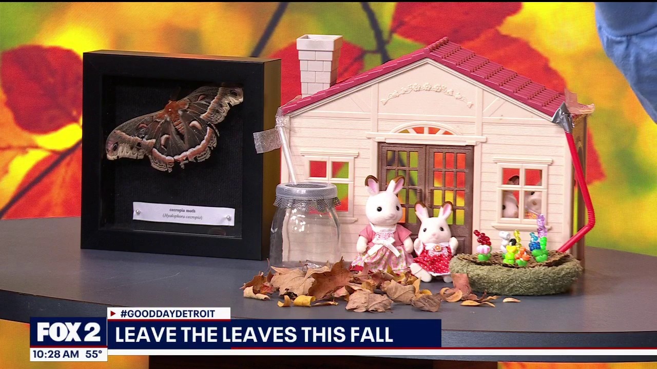 Why experts say you should 'leave the leaves' this fall