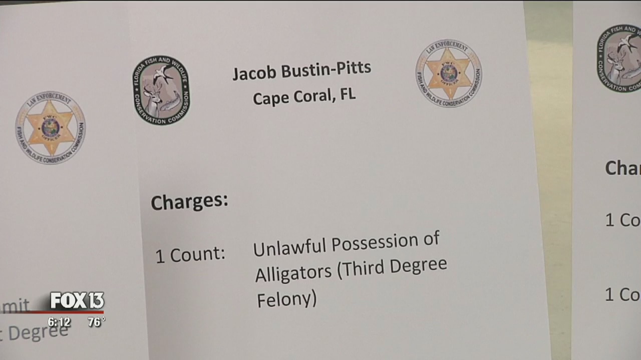 FWC finds illegal alligator egg-harvesting