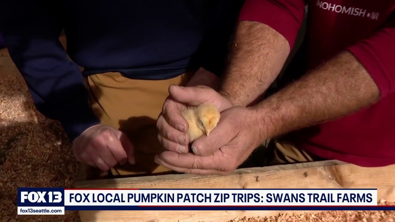 Picking up chicks at Swans Trail Farm in Snohomish