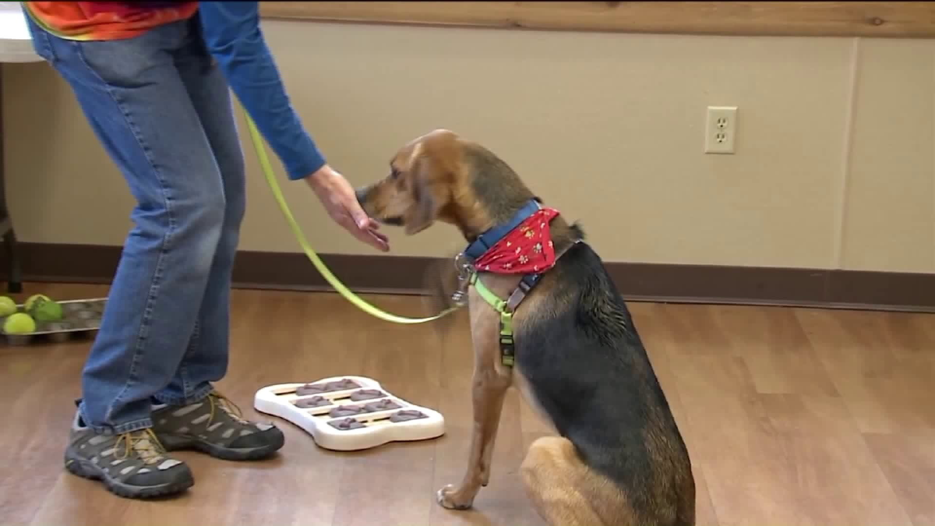 Kramp learns some of the do`s and don`ts of dog training