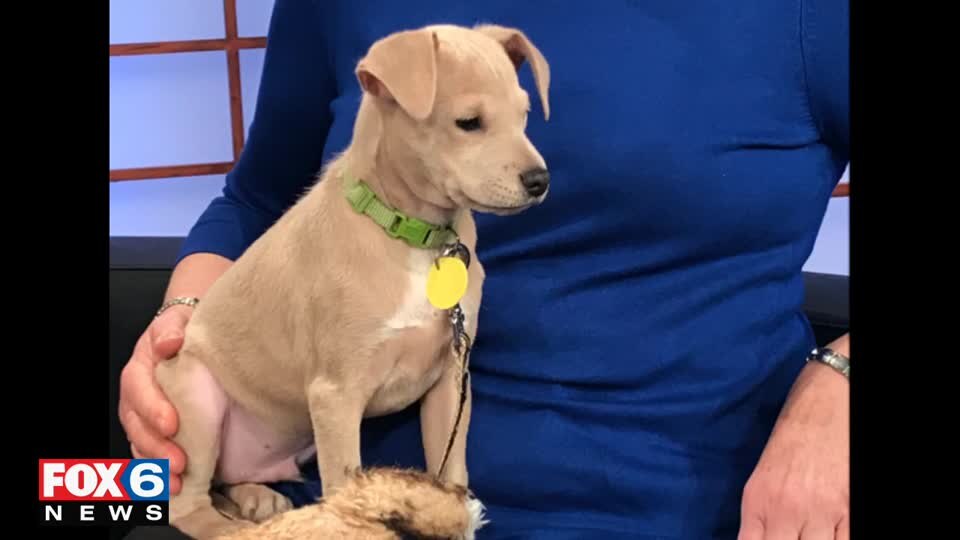 Adopt-a-pet November 28