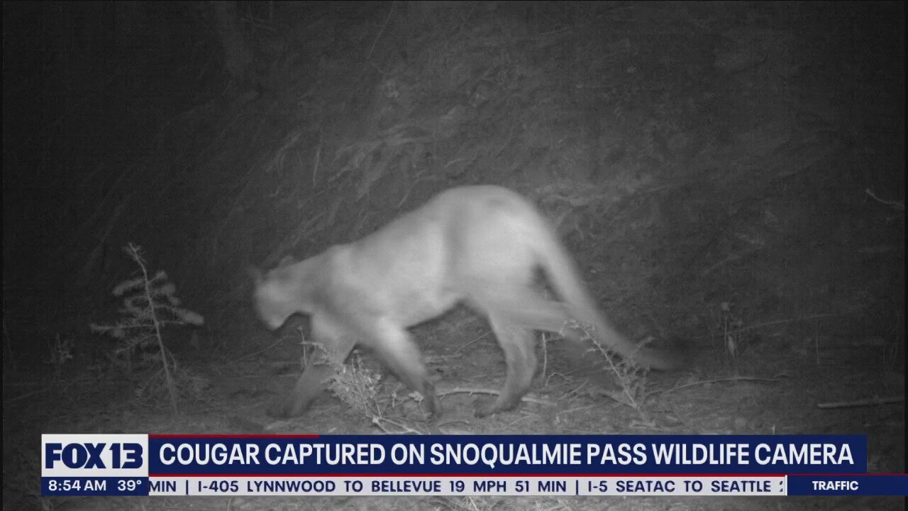 Cougar captured on Snoqualmie Pass wildlife camera