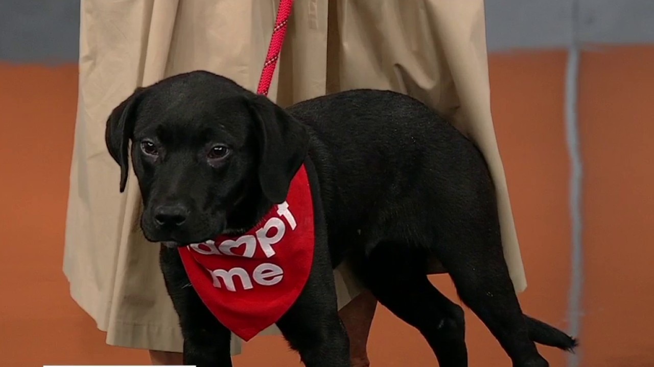 Pet of the day: Bashful