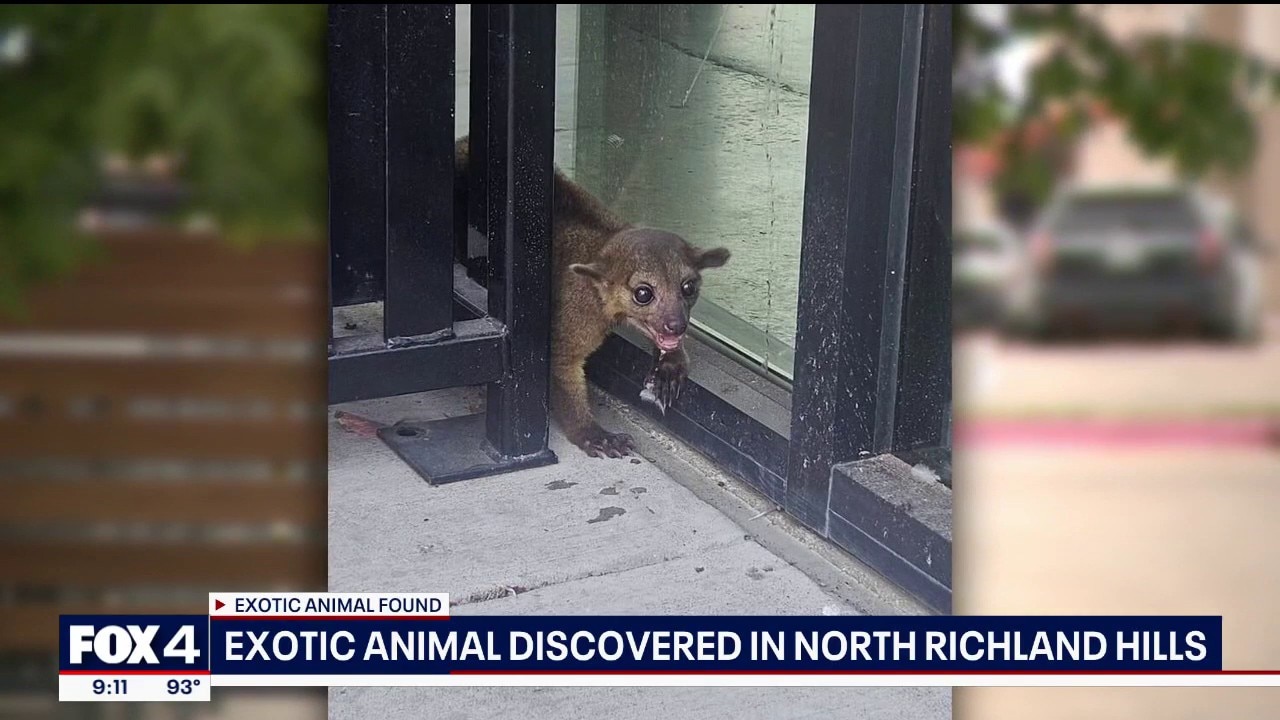 Exotic animal discovered in North Richland Hills