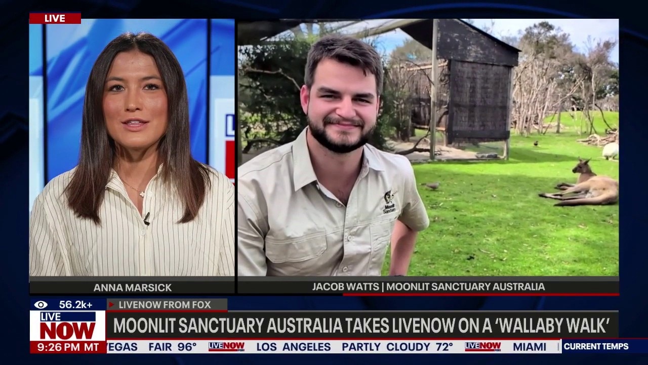 Moonlit Sanctuary takes LiveNOW on a ‘wallaby walk’ 