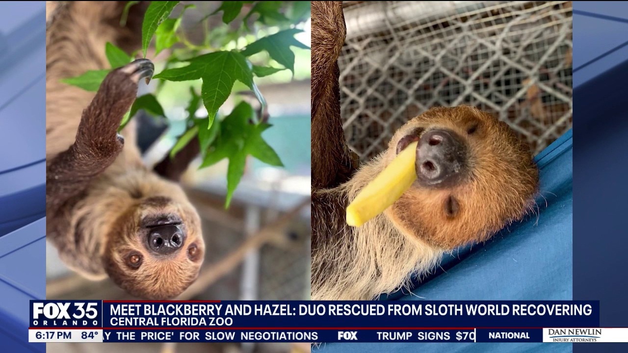 Sloth update: Blackberry and Hazel