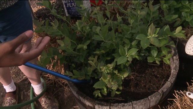 Blueberries love acid soil even when growing in containers