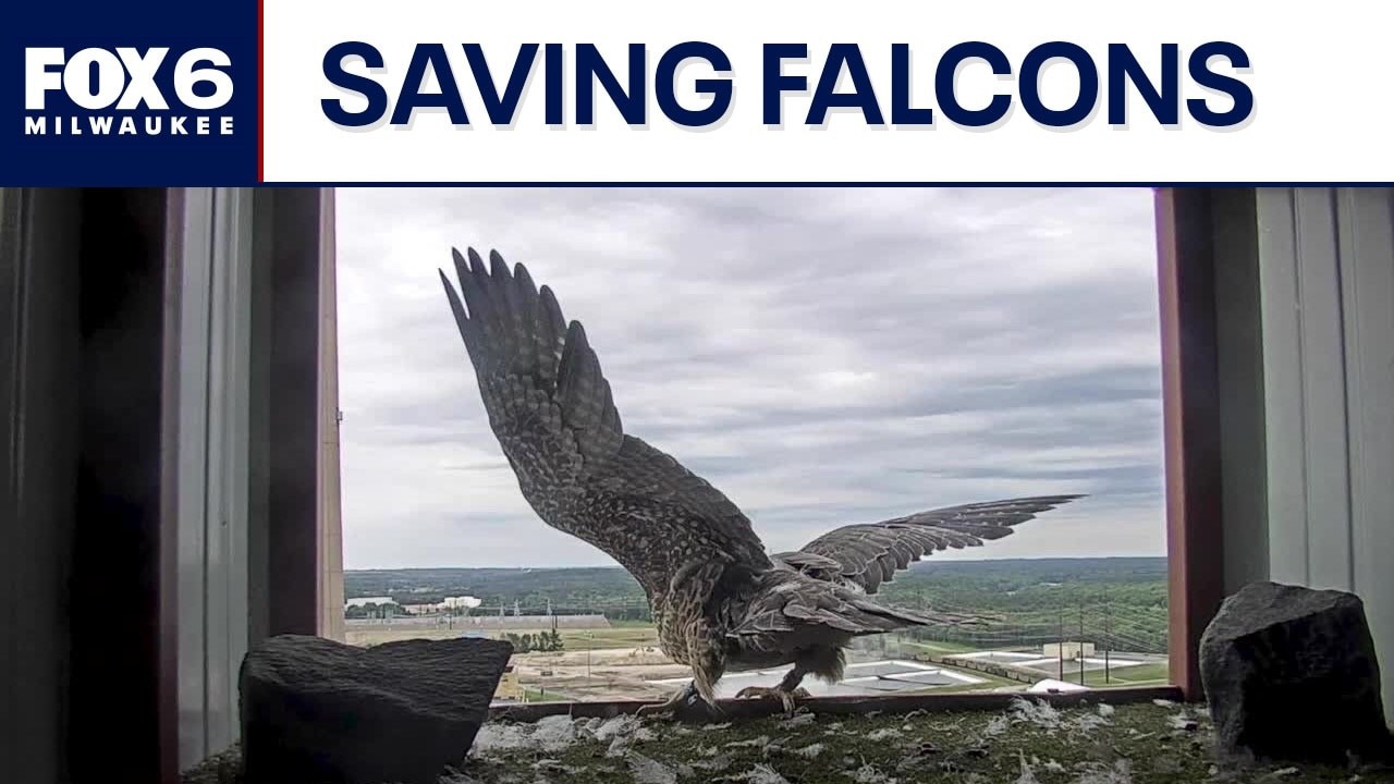 Wisconsin's Peregrine Falcon Recovery Project