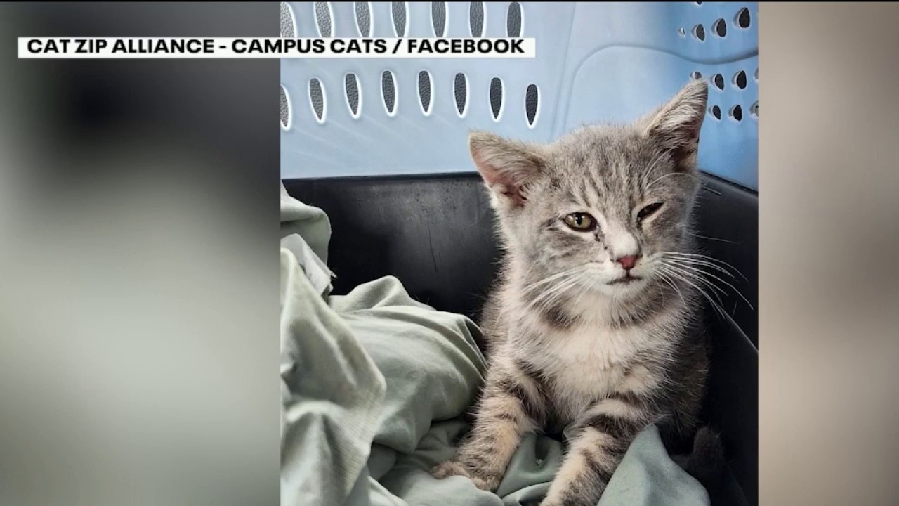 Hitchhiking Jersey kitten finds a new home