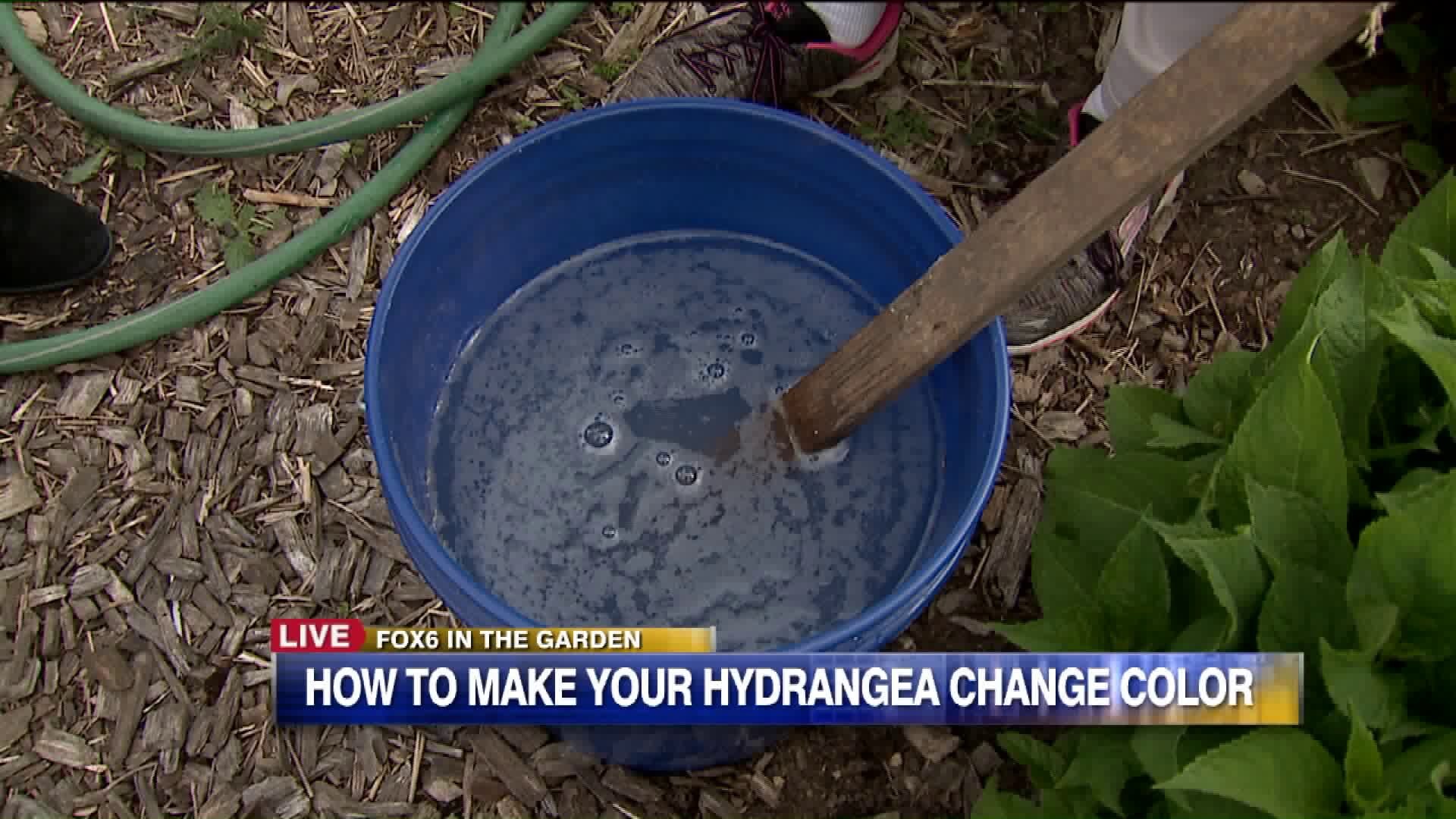 How to make your hydrangea change color
