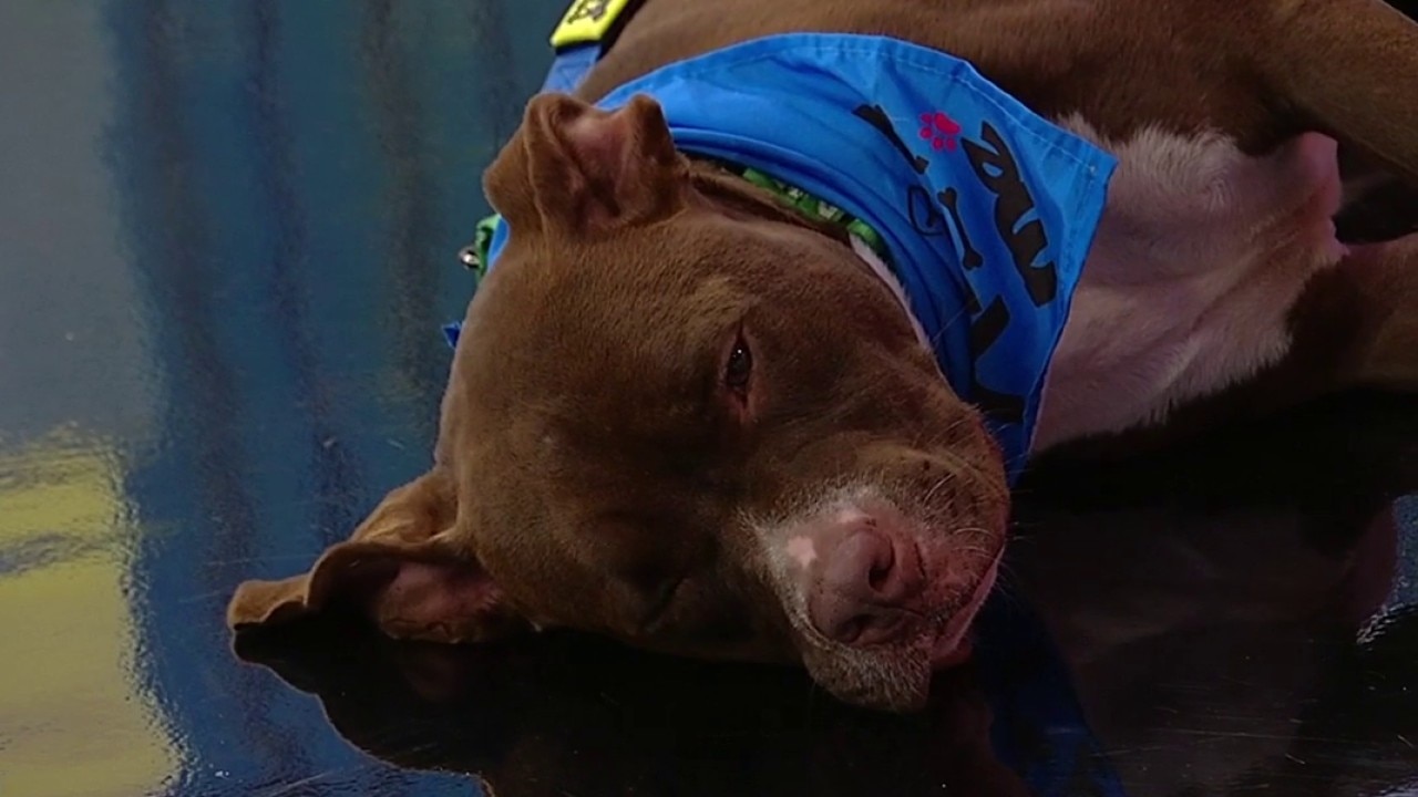 Pet of the day: Alpha