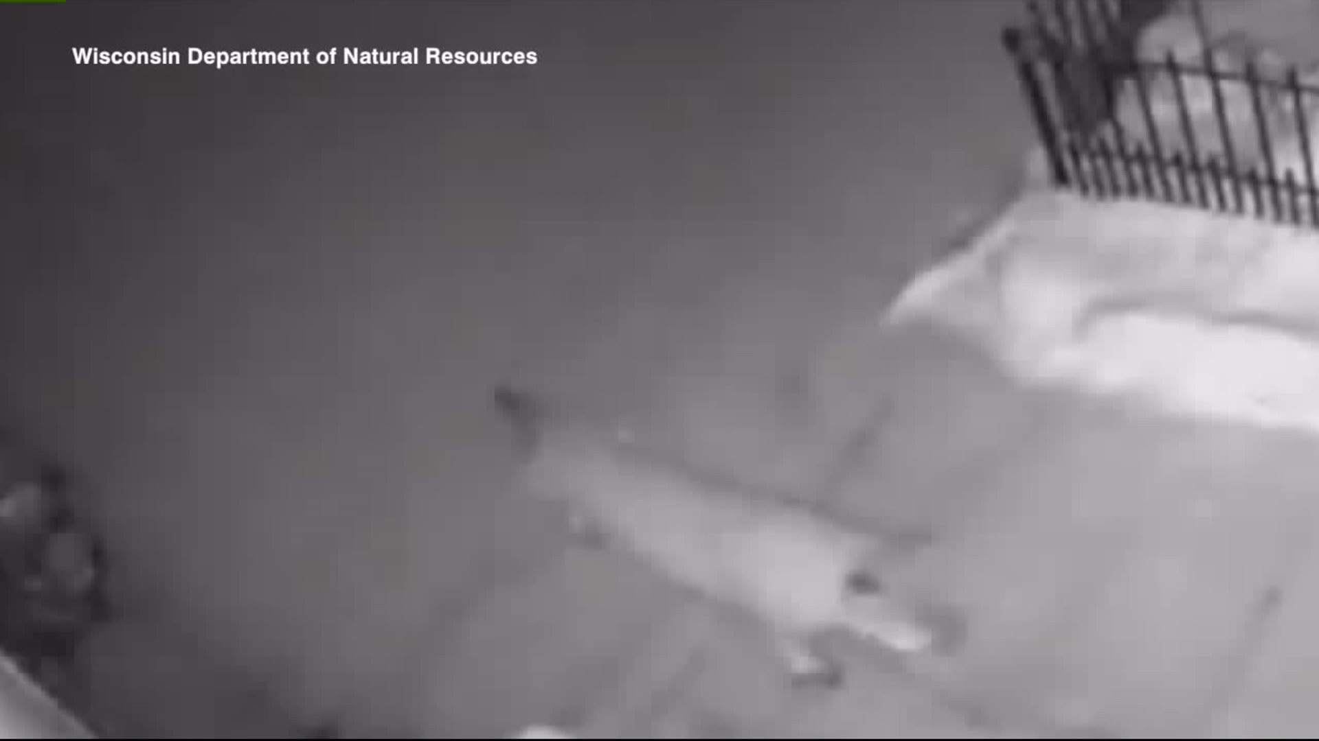 Cougar sighting confirmed