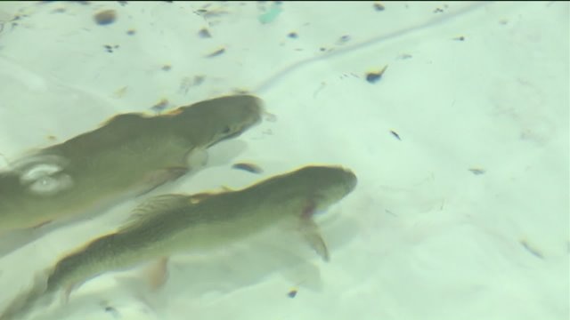 Laura talks trout fishing with Jim Hill