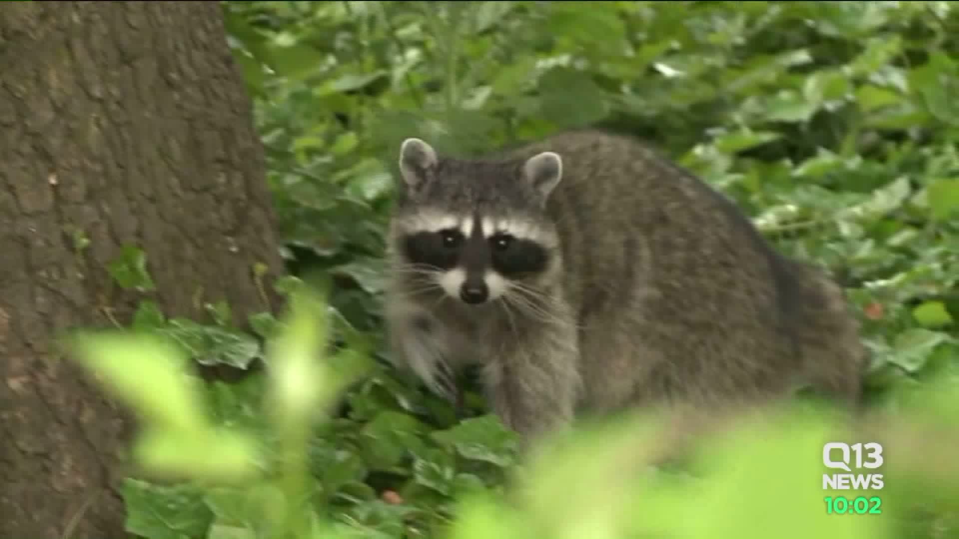 Child may have contracted infection from raccoon droppings