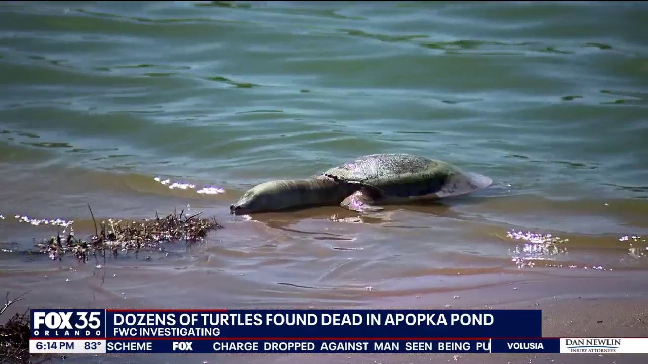 Dozens of turtles found dead in Apopka pond