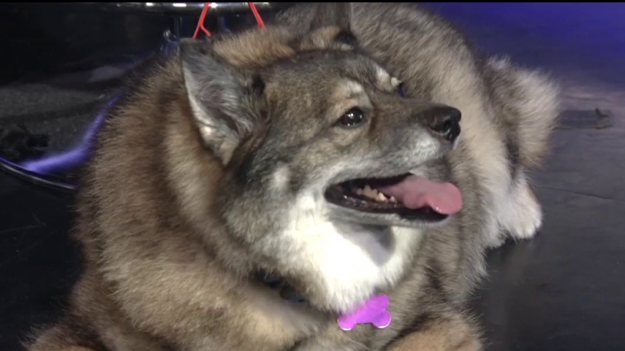 Take Me Home Pet Rescue highlights community impact as North Texas Giving Day kicks off