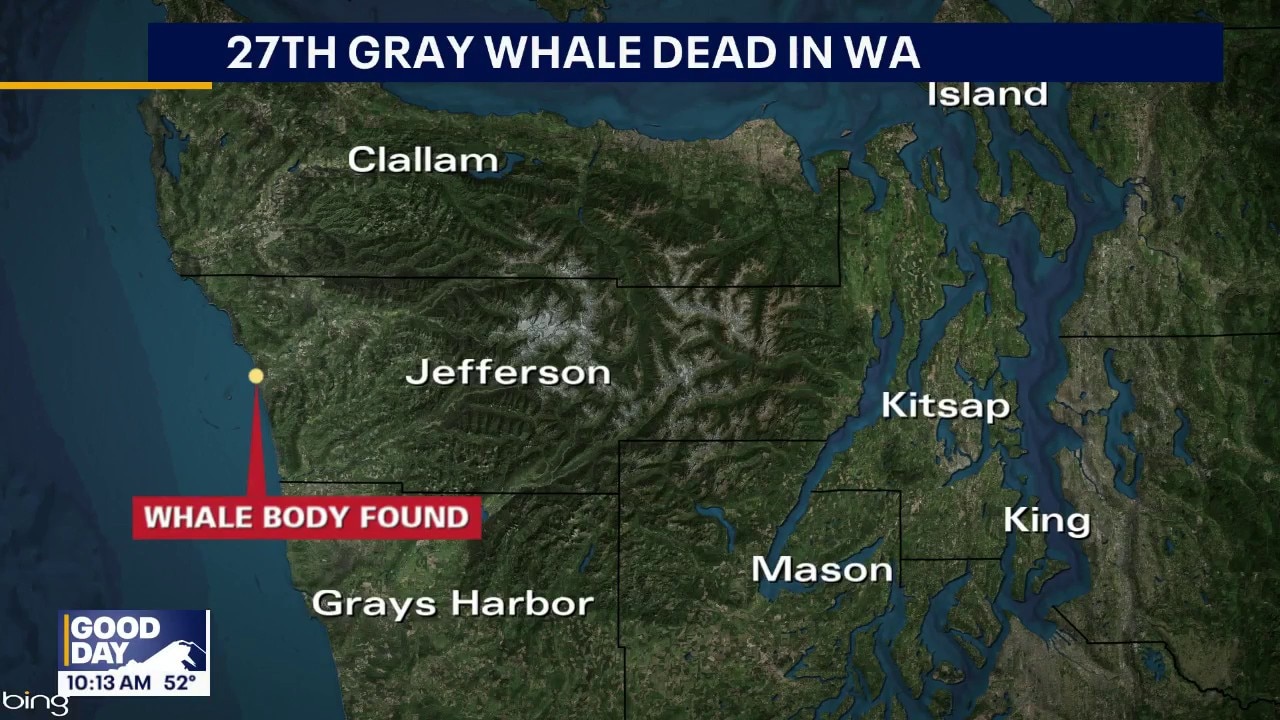 Tracking rise in 2026 gray whale deaths in WA