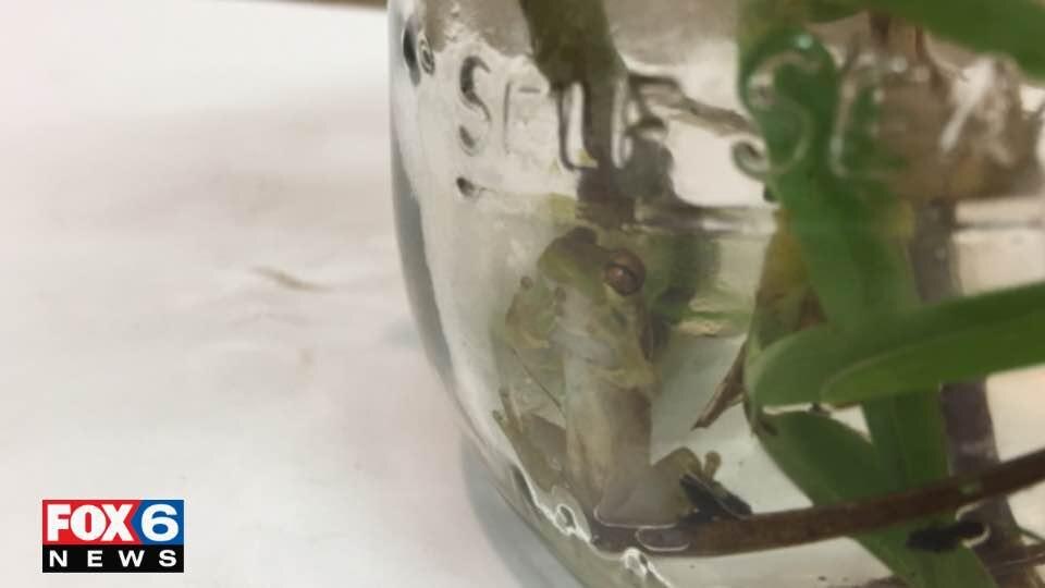 Great news for hitchhiking frog