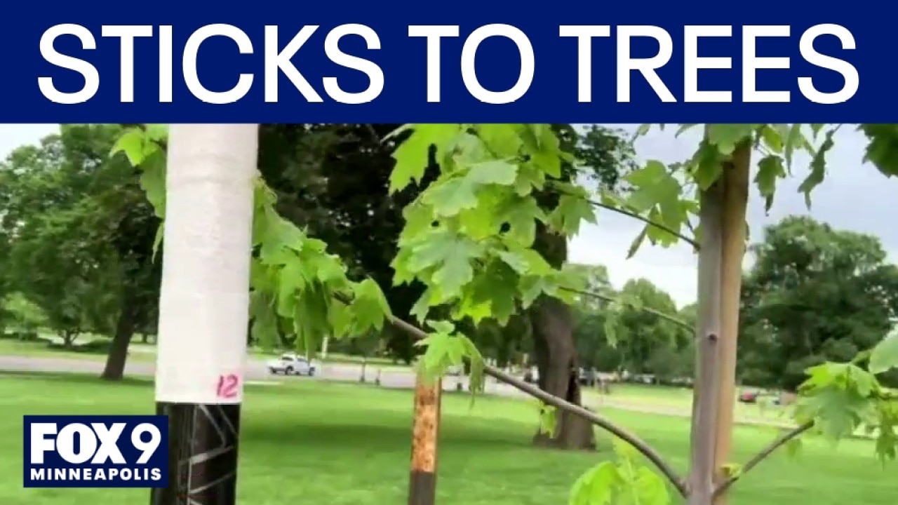 Minnesota Wild planting a tree for every broken hockey stick