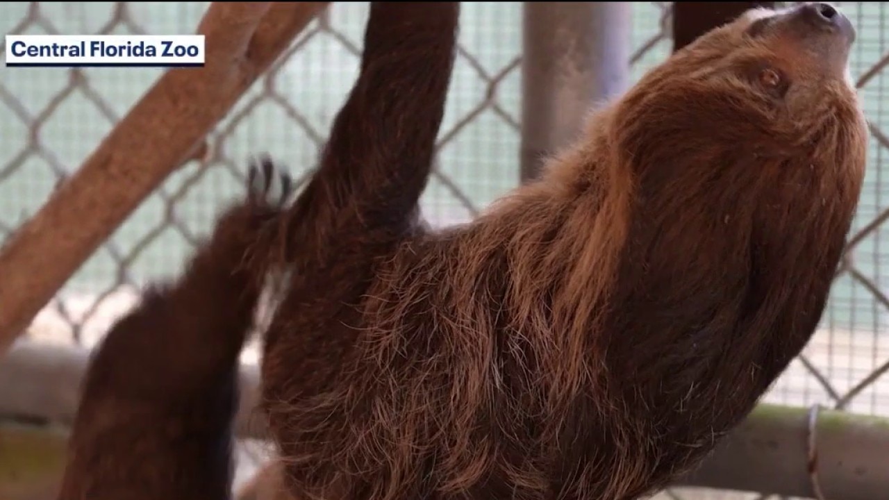 13 sloths tied to Sloth World removed from warehouse