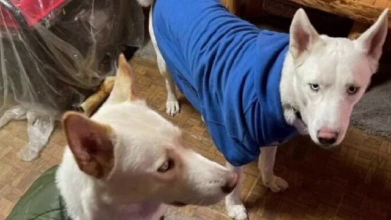 Pets need a home after deadly Livonia quadruple shooting