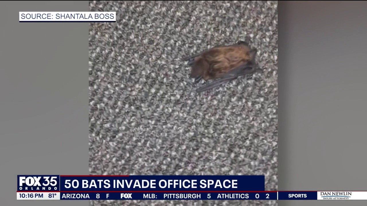 Bat infestation forces Lake Mary counselor to relocate office