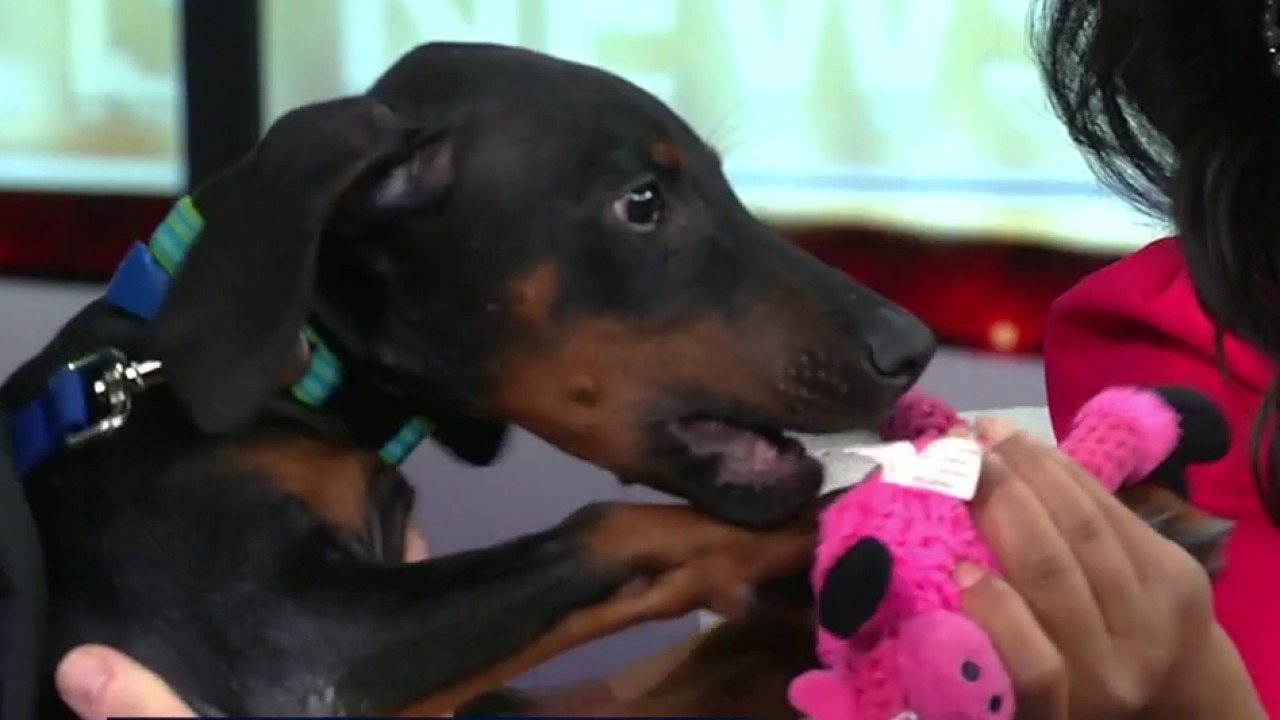 Pet of the Week: Meet Diesel