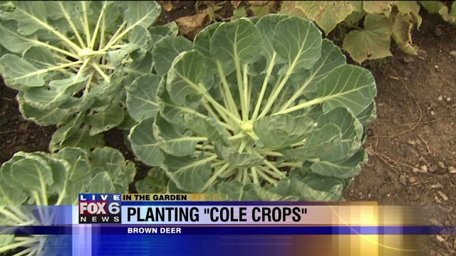 Your last opportunity to plant "cole" crops