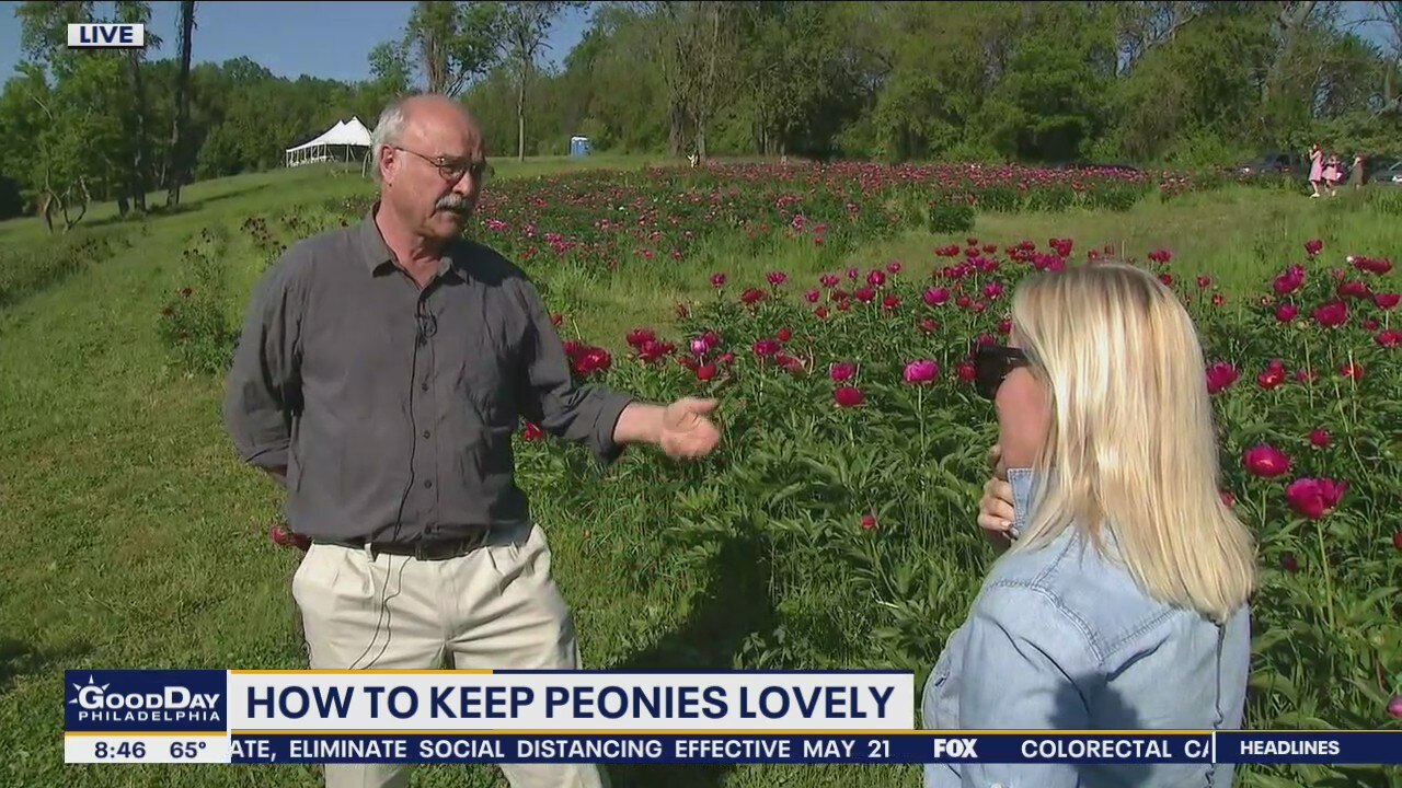 How to keep peonies lovely