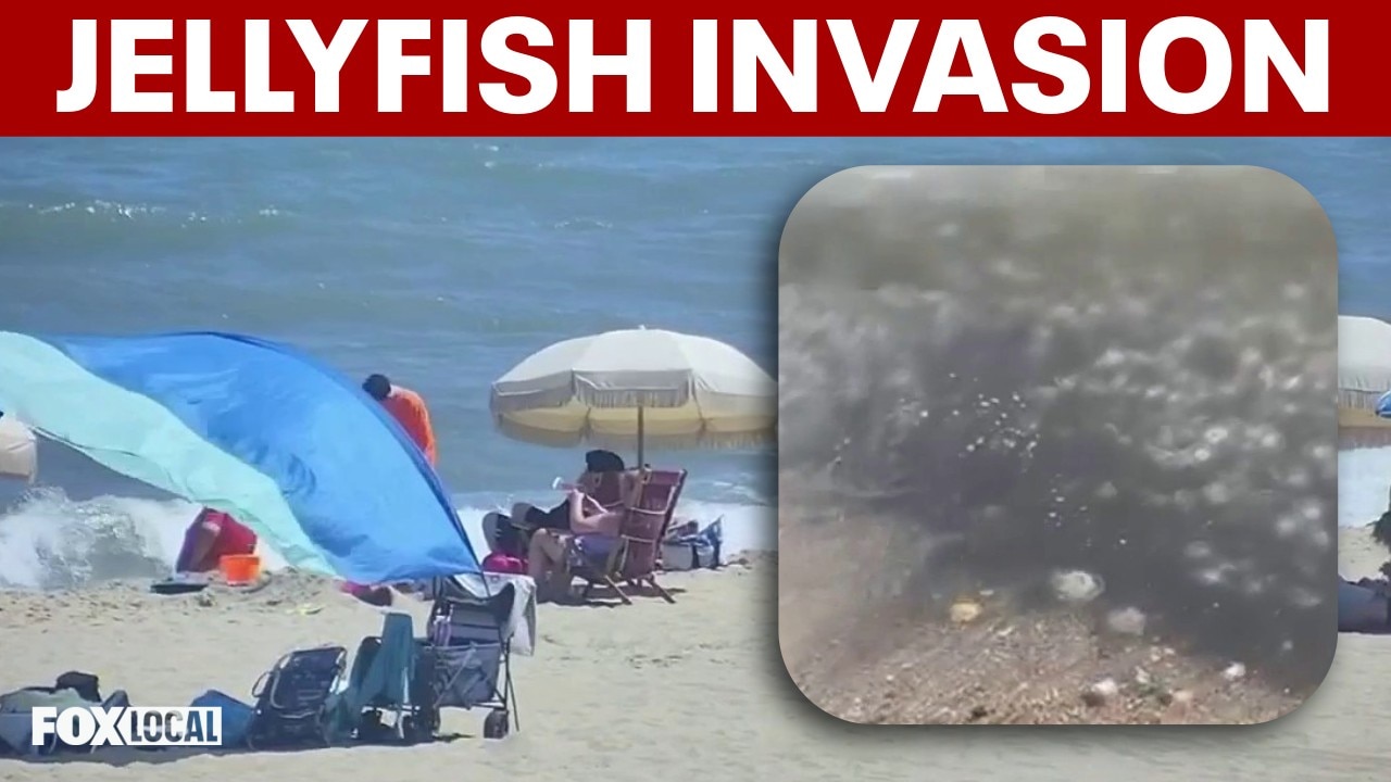 ‘Worst I’ve ever seen’: Jellyfish surge keeps swimmers out of Ocean City water