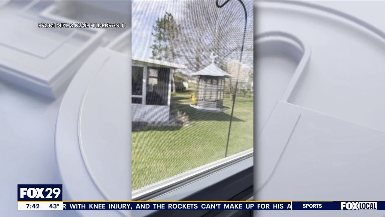 Rare cardinal pays visit to NJ couple's backyard birdfeeder